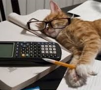 Cute Cat and Calculator